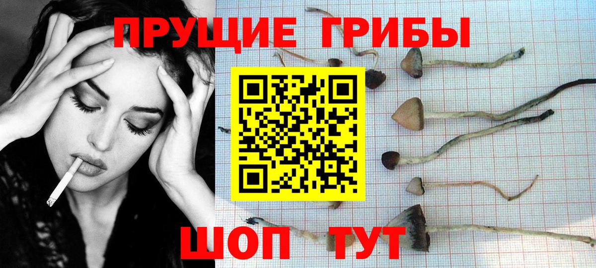 Псилоцибиновые грибы Psilocybe Кыштым